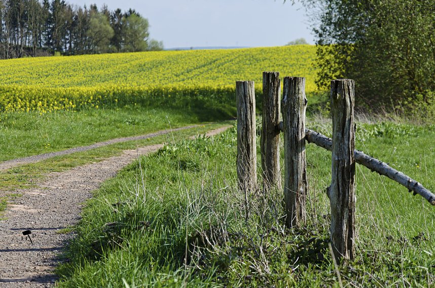 Erdfallseen, trockene Fl&uuml;sse und ganz viel Raps - Christian Schelauske war im Nordwesten des Landkreises unterwegs