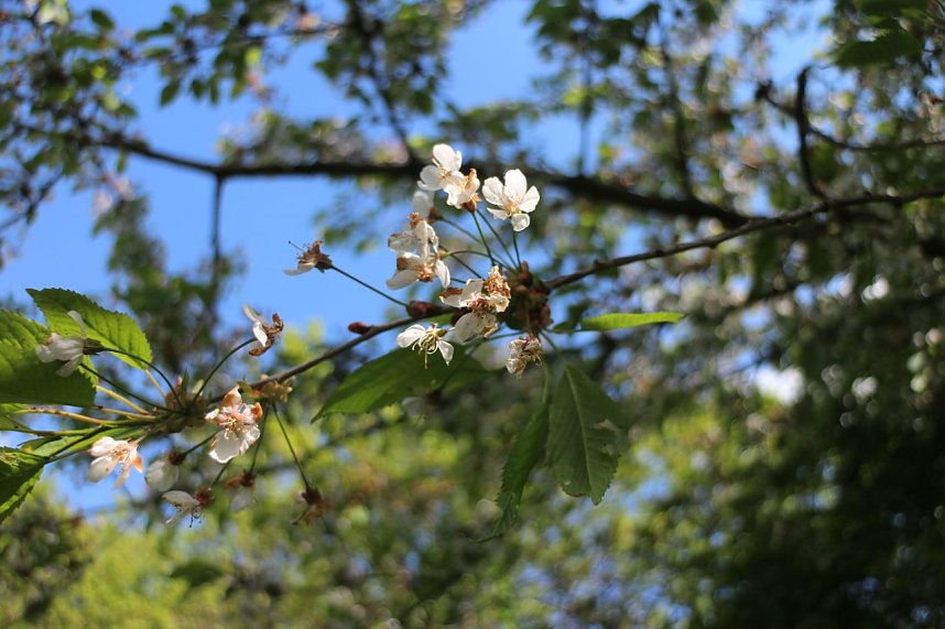 nnz-Sonntagsspaziergang zwischen Himmelgarten und Leimbach