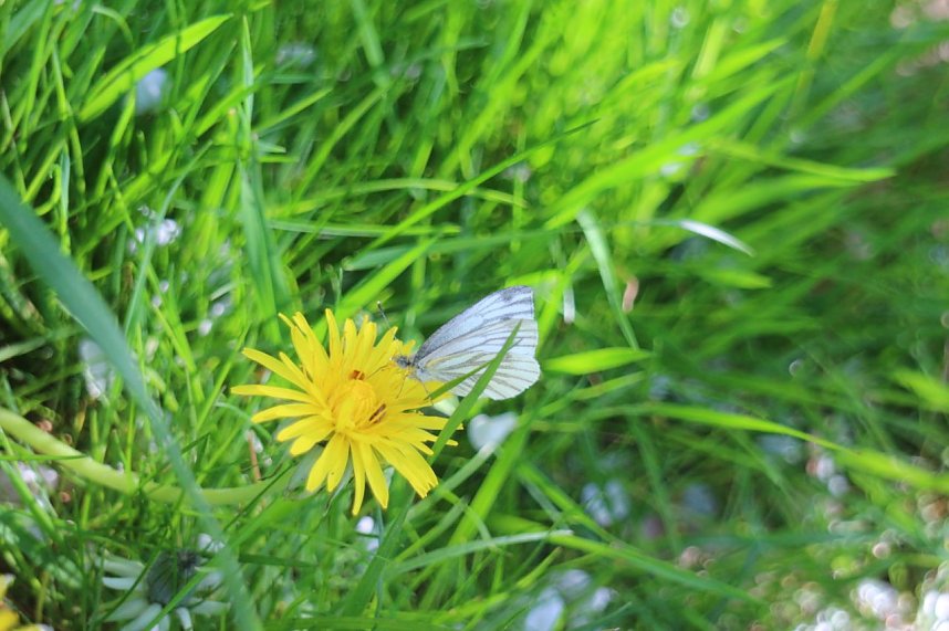 nnz-Sonntagsspaziergang zwischen Himmelgarten und Leimbach