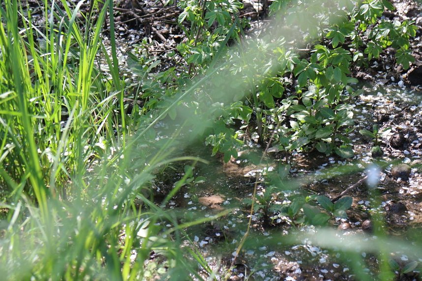 nnz-Sonntagsspaziergang zwischen Himmelgarten und Leimbach