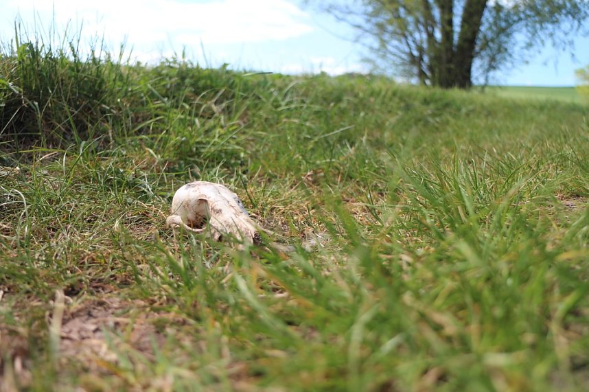 nnz-Sonntagsspaziergang zwischen Himmelgarten und Leimbach