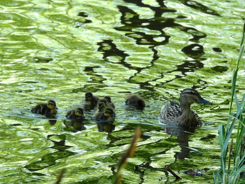 Schloss und Schlosspark Wiesenburg