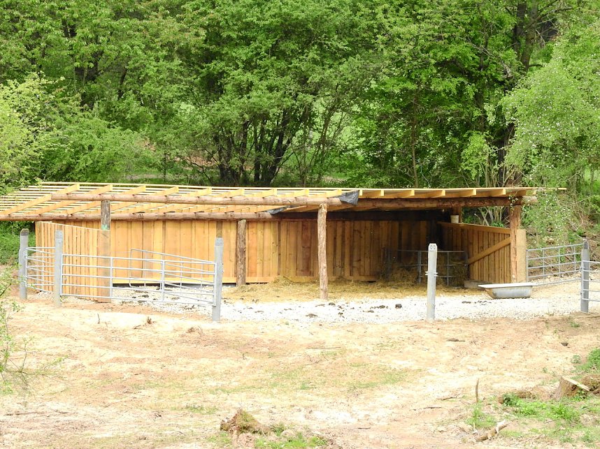 Wasserb&uuml;ffel in der Windl&uuml;cke