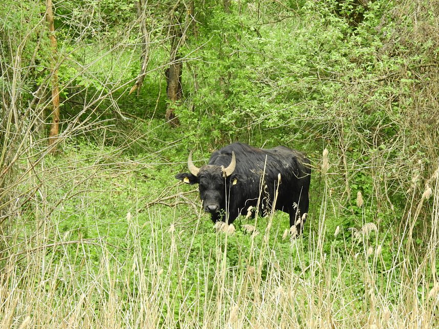 Wasserb&uuml;ffel in der Windl&uuml;cke