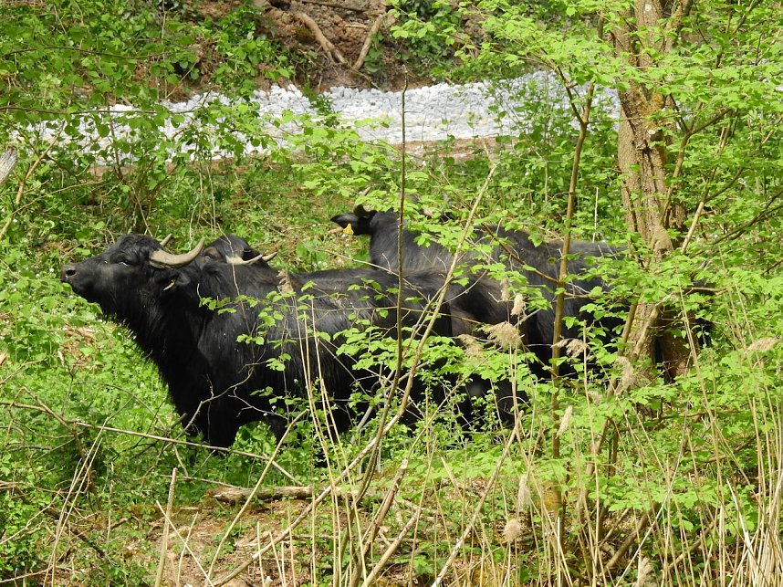 Wasserb&uuml;ffel in der Windl&uuml;cke