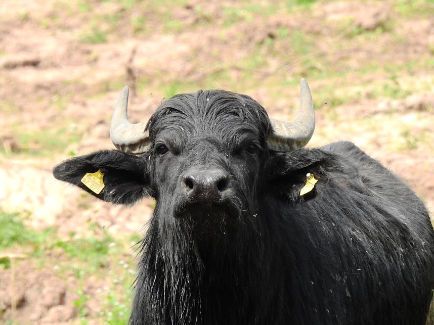 Wasserb&uuml;ffel in der Windl&uuml;cke
