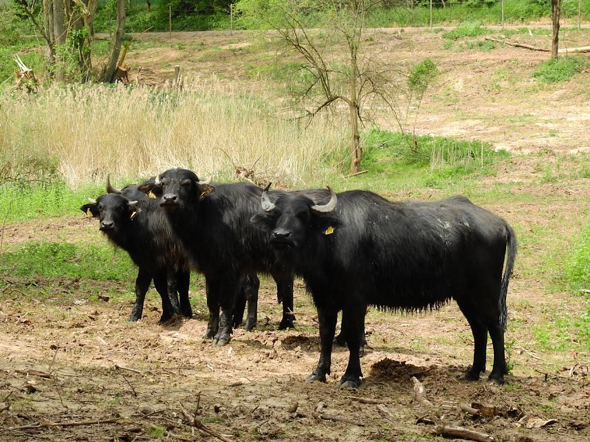 Wasserb&uuml;ffel in der Windl&uuml;cke