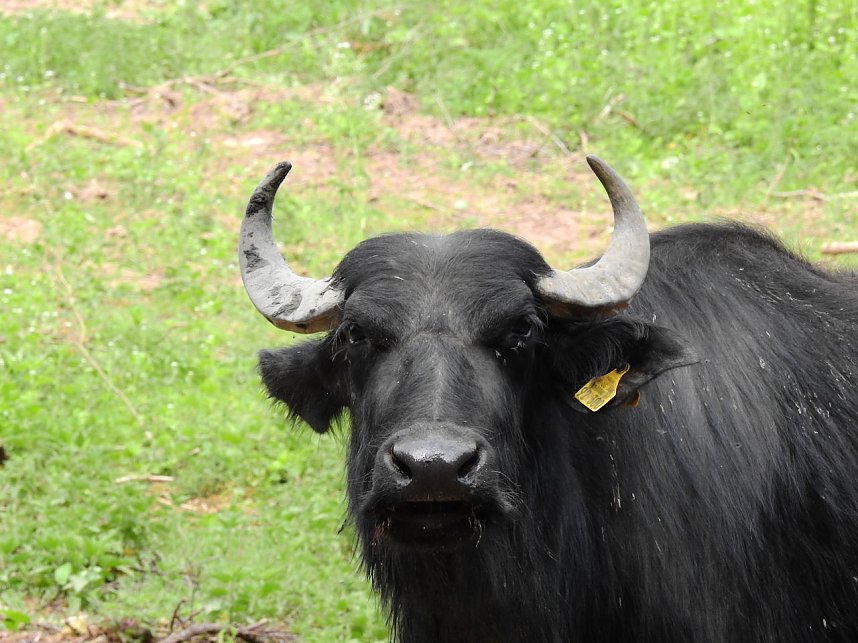 Wasserb&uuml;ffel in der Windl&uuml;cke