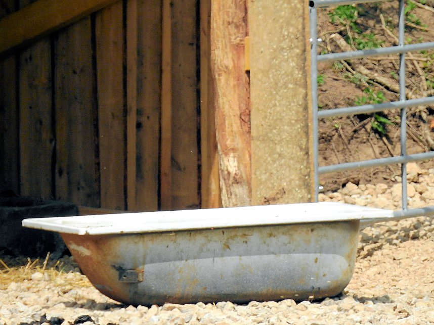 Wasserb&uuml;ffel in der Windl&uuml;cke