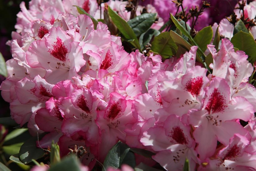 Am letzten Mai-Sonntag: 21. Rhododendronfest