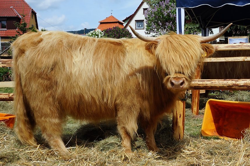 4. Th&uuml;ringer Jungtierschau in Neustadt