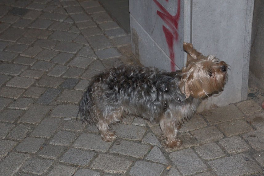 Viertes Nordh&auml;user Weinfest - der Samstagabend