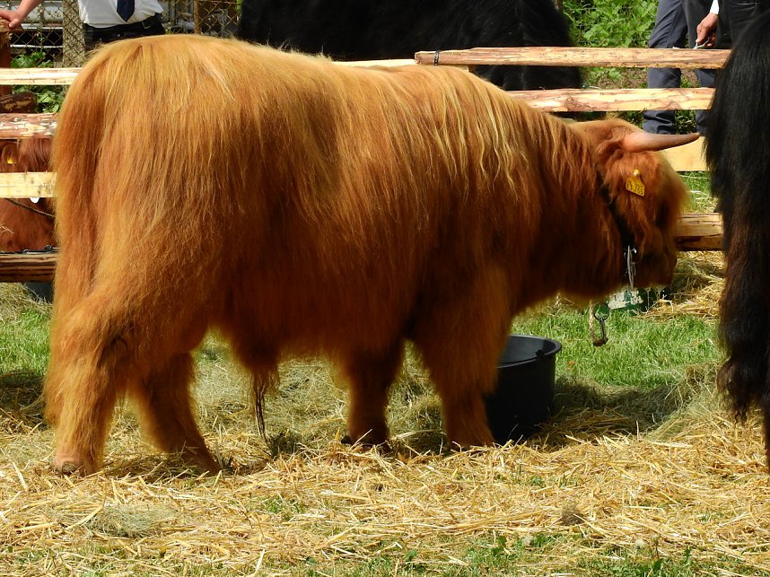 4. Jungtierschau in Neustadt