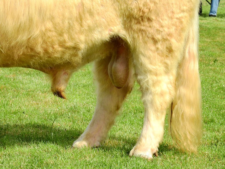 4. Jungtierschau in Neustadt