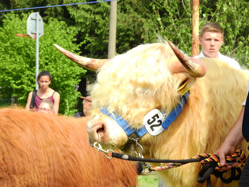 4. Jungtierschau in Neustadt
