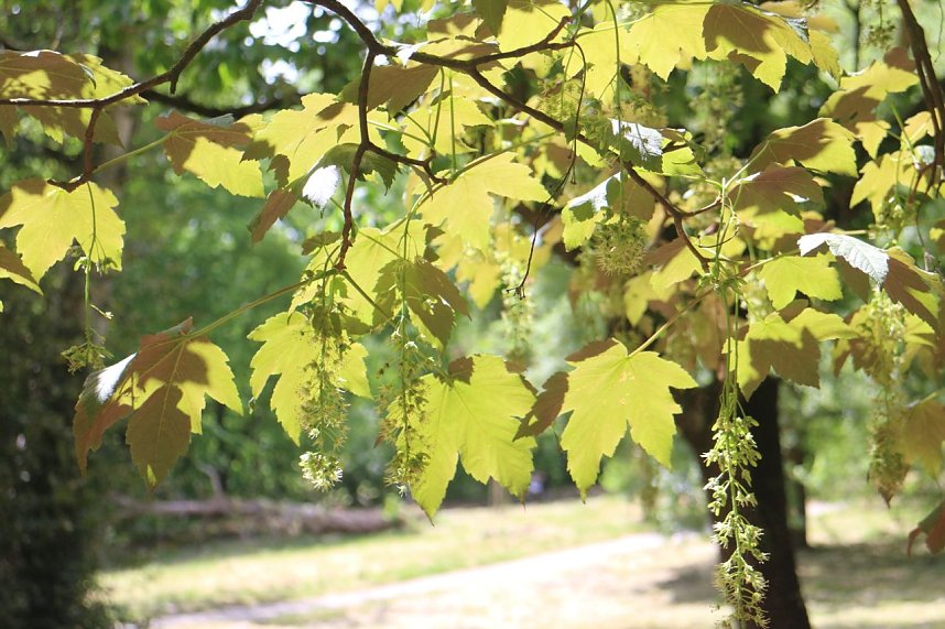 Parkfest in Hohenrode
