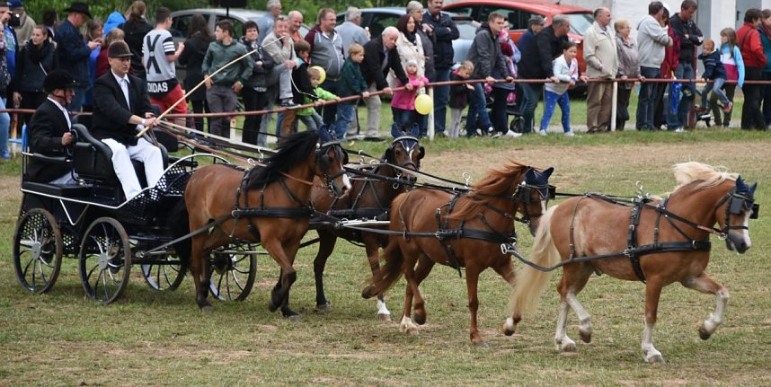 Ponyschau in W&uuml;lfingerode