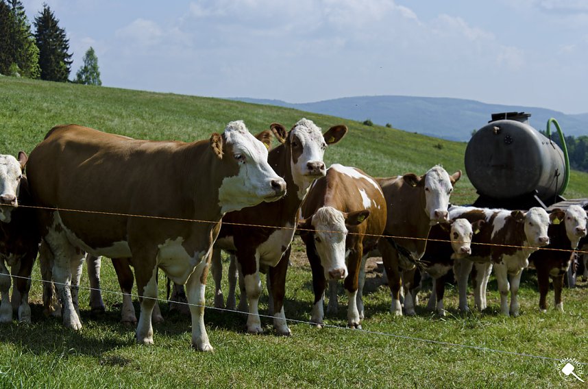 Wanderung im Morgengrauen