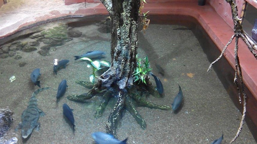 Meeresaquarium in Zella-Mehlis