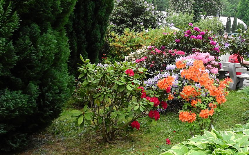 21. Rhododendronfest in S&uuml;lzhayn
