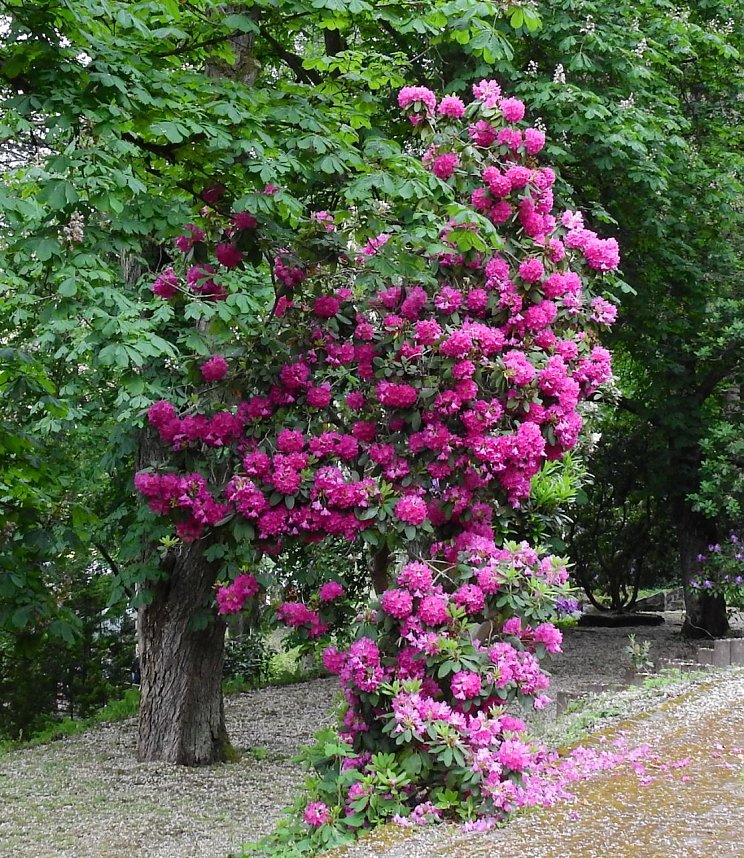 21. Rhododendronfest in S&uuml;lzhayn