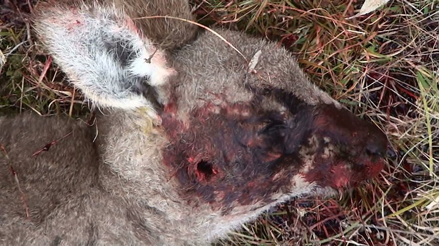 Grausame Jagd auf K&auml;ngurus