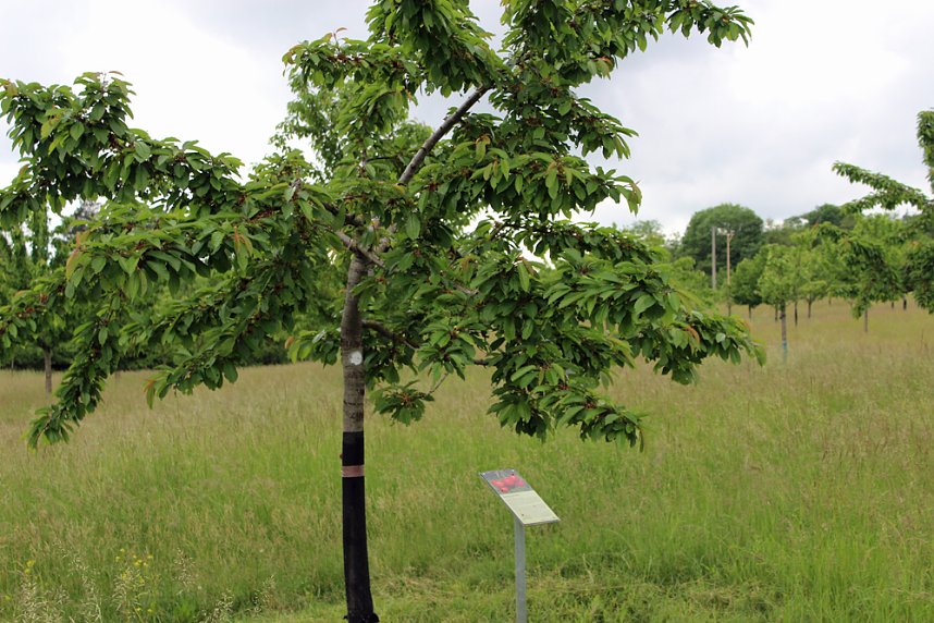 Schon etwas vom Th&uuml;ringer Hammelsack geh&ouml;rt?