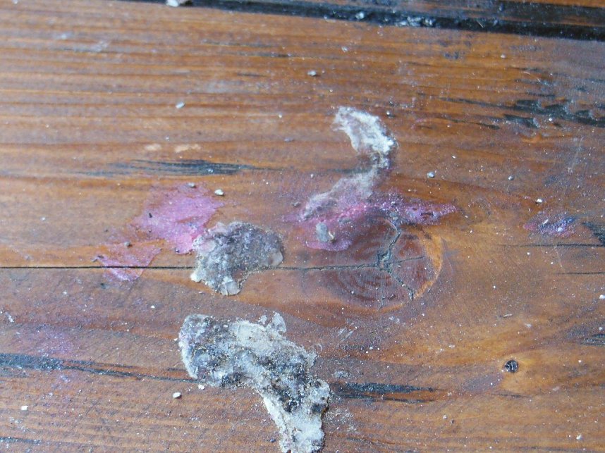 Hinterlassenschaften von besonderen Besuchern