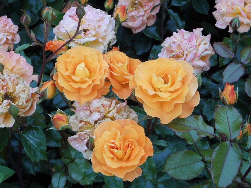 Besuch im Rosengarten in Bad Langensalza