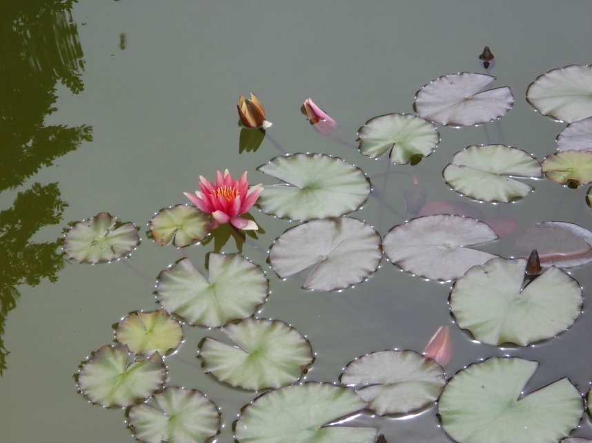 Besuch im Rosengarten in Bad Langensalza