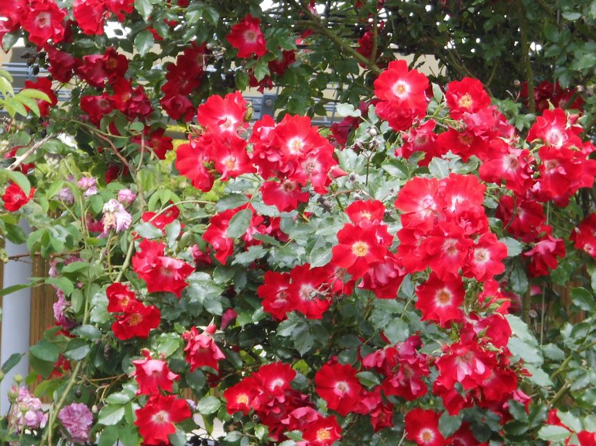 Besuch im Rosengarten in Bad Langensalza