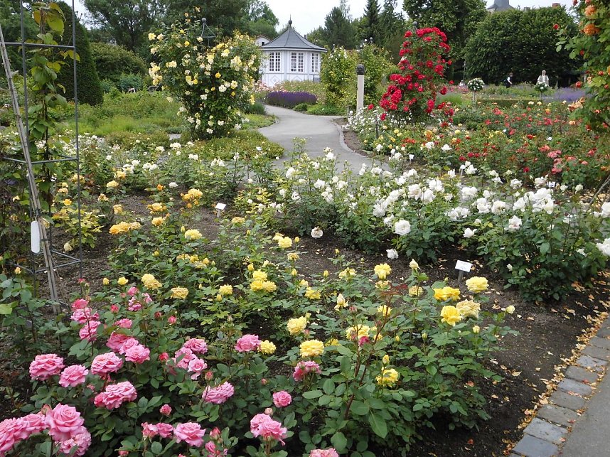Besuch im Rosengarten in Bad Langensalza