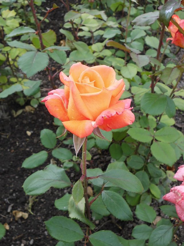 Besuch im Rosengarten in Bad Langensalza