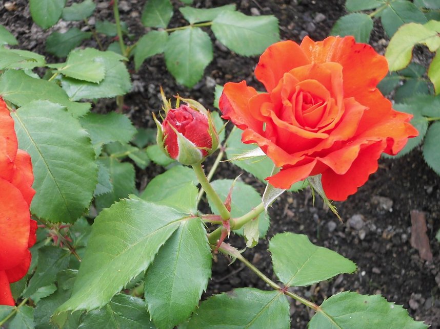 Besuch im Rosengarten in Bad Langensalza