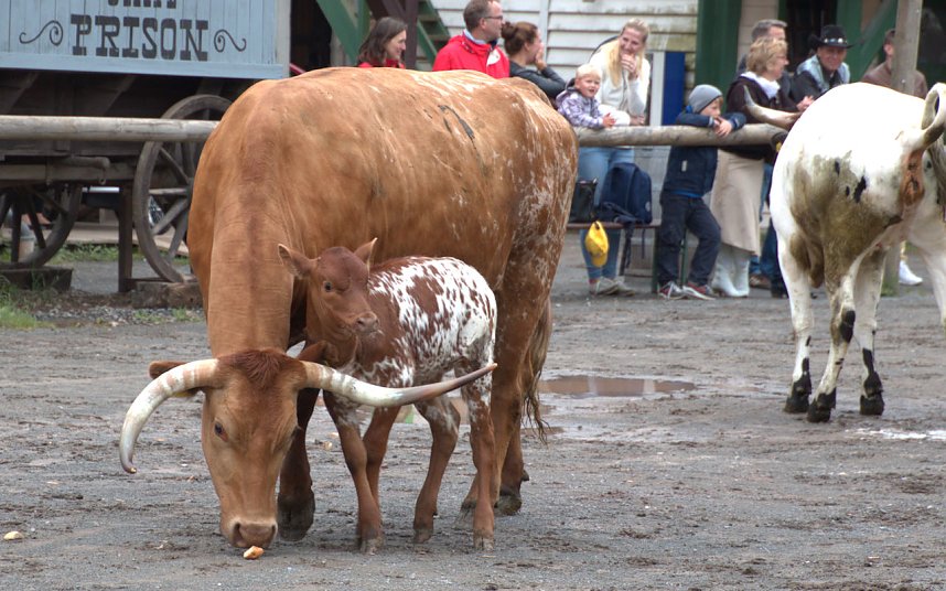 Impressionen aus Pullmann City II in Harzgerode