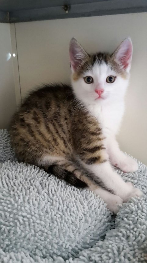 20 K&auml;tzchen warten im Nordh&auml;user Katzenhaus auf ein neues zu Hause