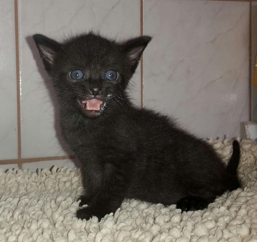 20 K&auml;tzchen warten im Nordh&auml;user Katzenhaus auf ein neues zu Hause