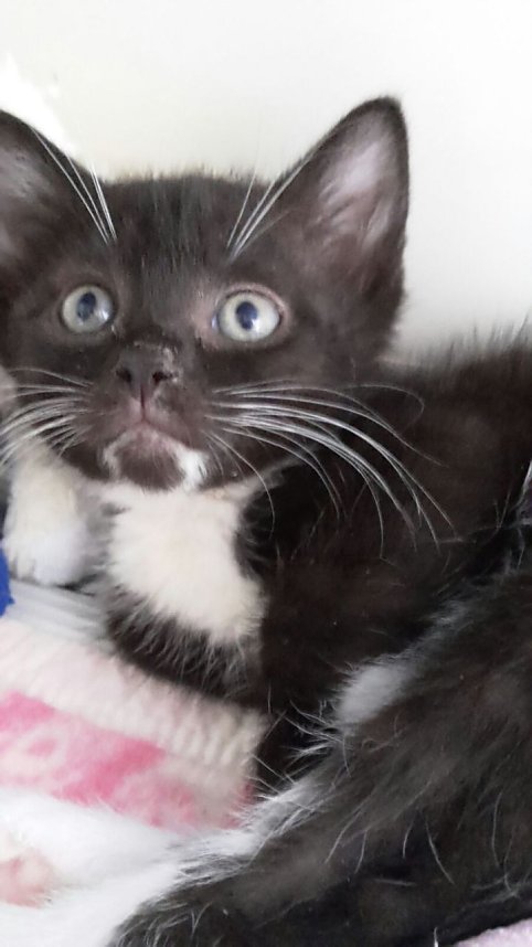 20 K&auml;tzchen warten im Nordh&auml;user Katzenhaus auf ein neues zu Hause