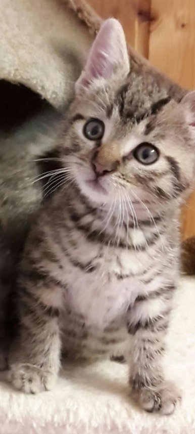 20 K&auml;tzchen warten im Nordh&auml;user Katzenhaus auf ein neues zu Hause