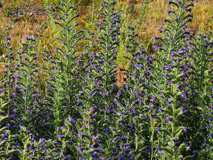 Farbenpracht an den Bielener Kiesgew&auml;ssern