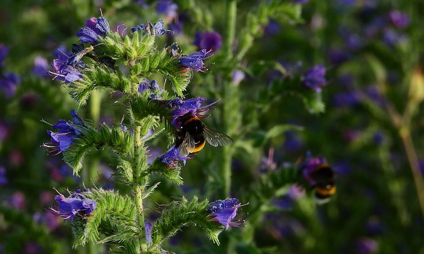 Farbenpracht an den Bielener Kiesgew&auml;ssern