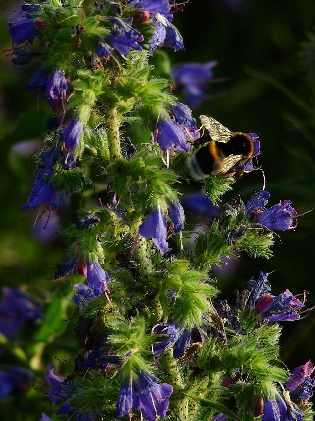 Farbenpracht an den Bielener Kiesgew&auml;ssern