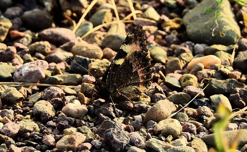Farbenpracht an den Bielener Kiesgew&auml;ssern