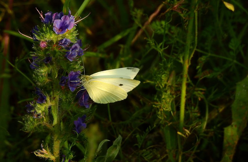 Farbenpracht an den Bielener Kiesgew&auml;ssern