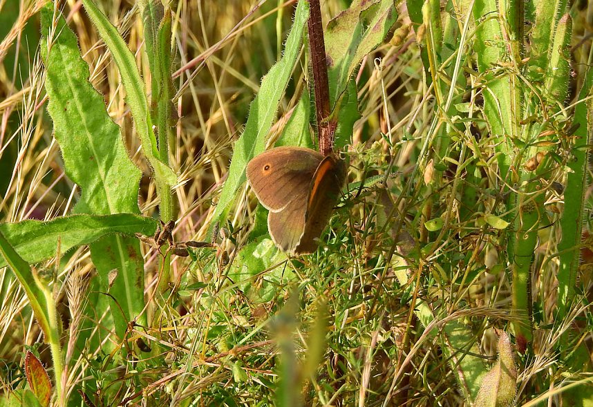 Farbenpracht an den Bielener Kiesgew&auml;ssern