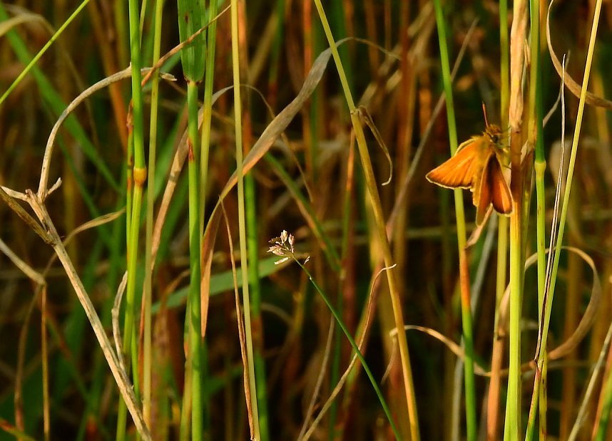 Farbenpracht an den Bielener Kiesgew&auml;ssern