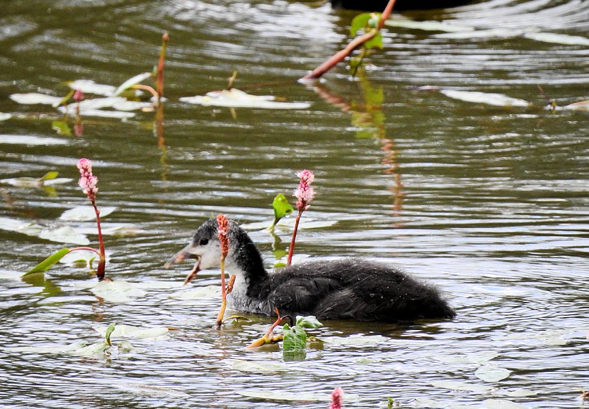 Besuch in der Heimat
