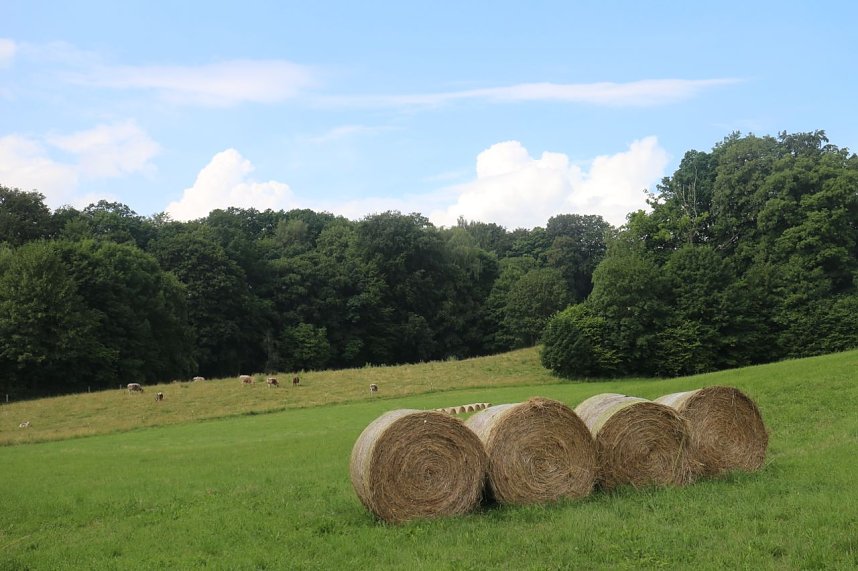 Sommer in R&uuml;digsdorf
