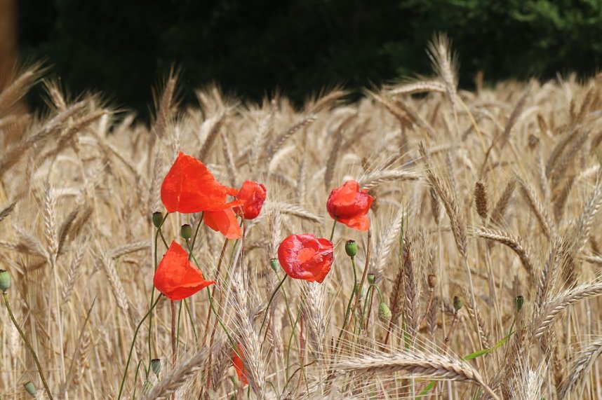 Sommer in R&uuml;digsdorf