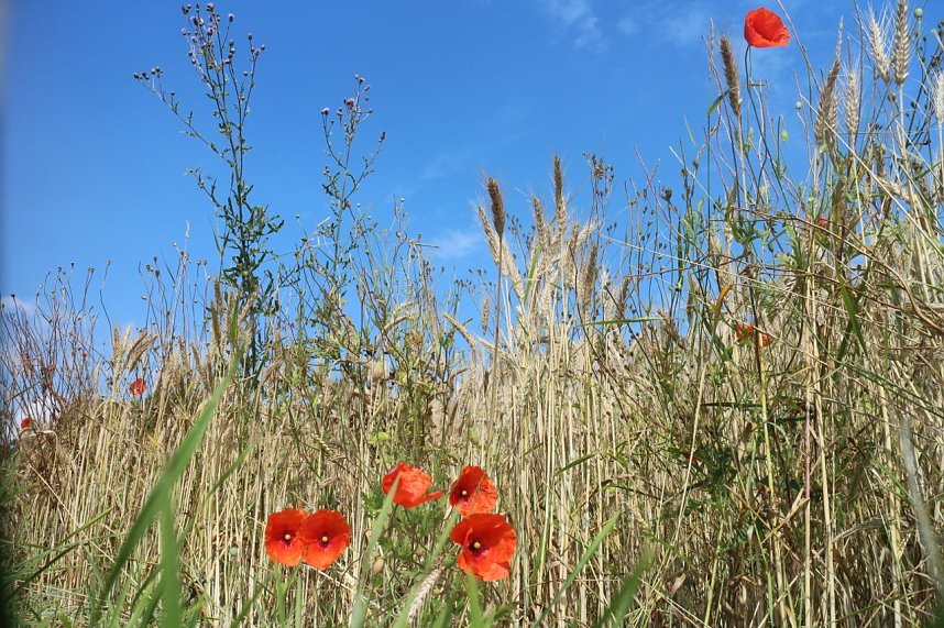 Sommer in R&uuml;digsdorf